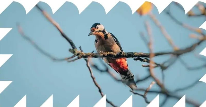 Bomen krijgen nieuw leven in WARTZ