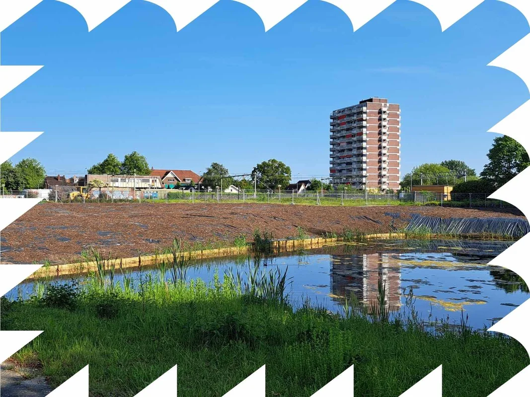 Japanse Duizendknoop: de natuur aan het werk