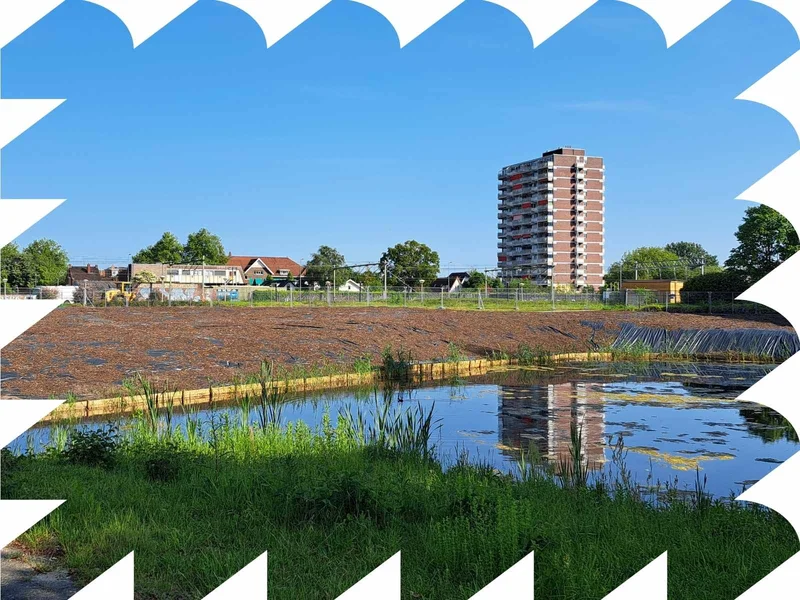 Japanse Duizendknoop: de natuur aan het werk