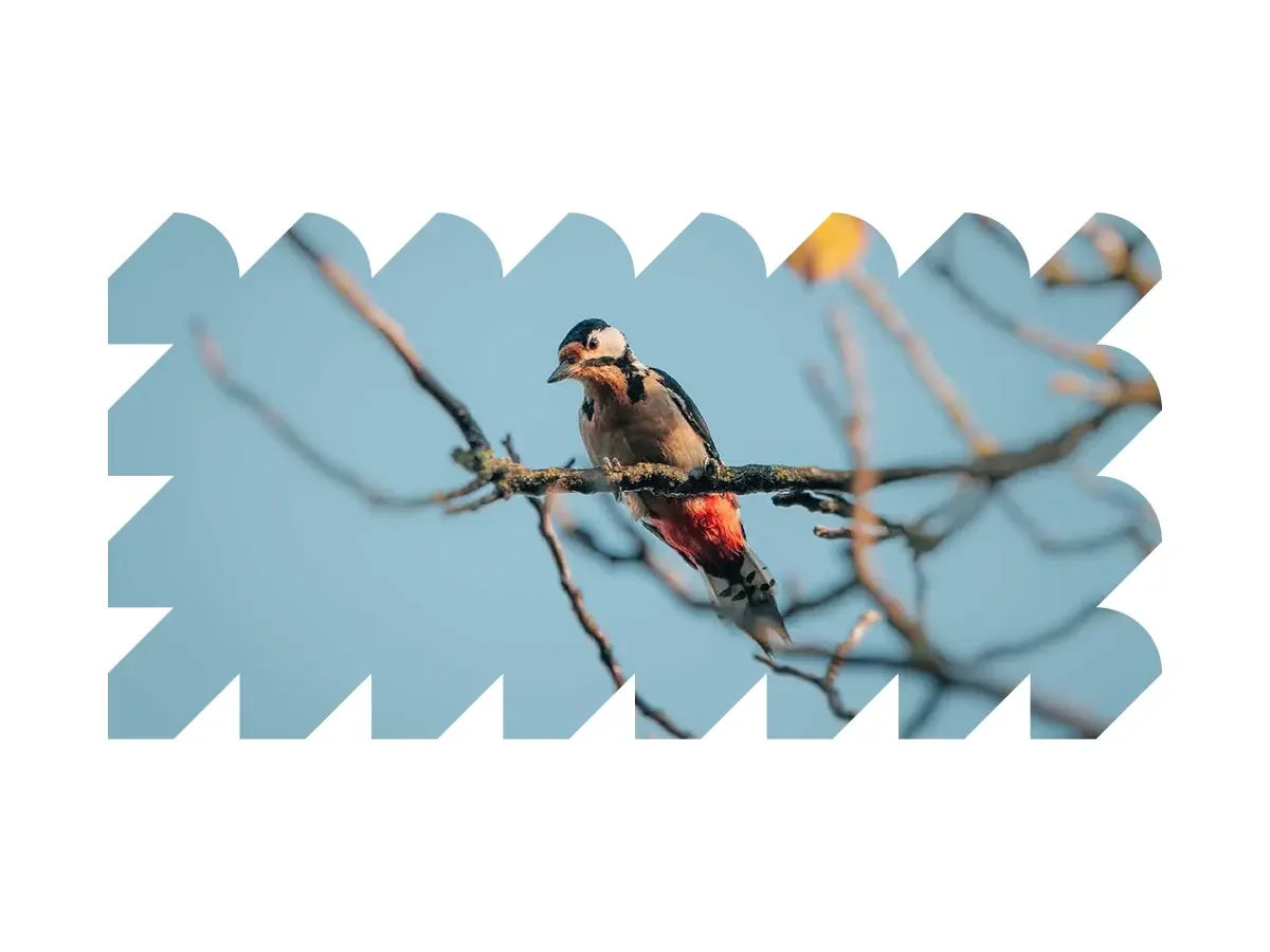 Stadsnatuur & duurzaamheid